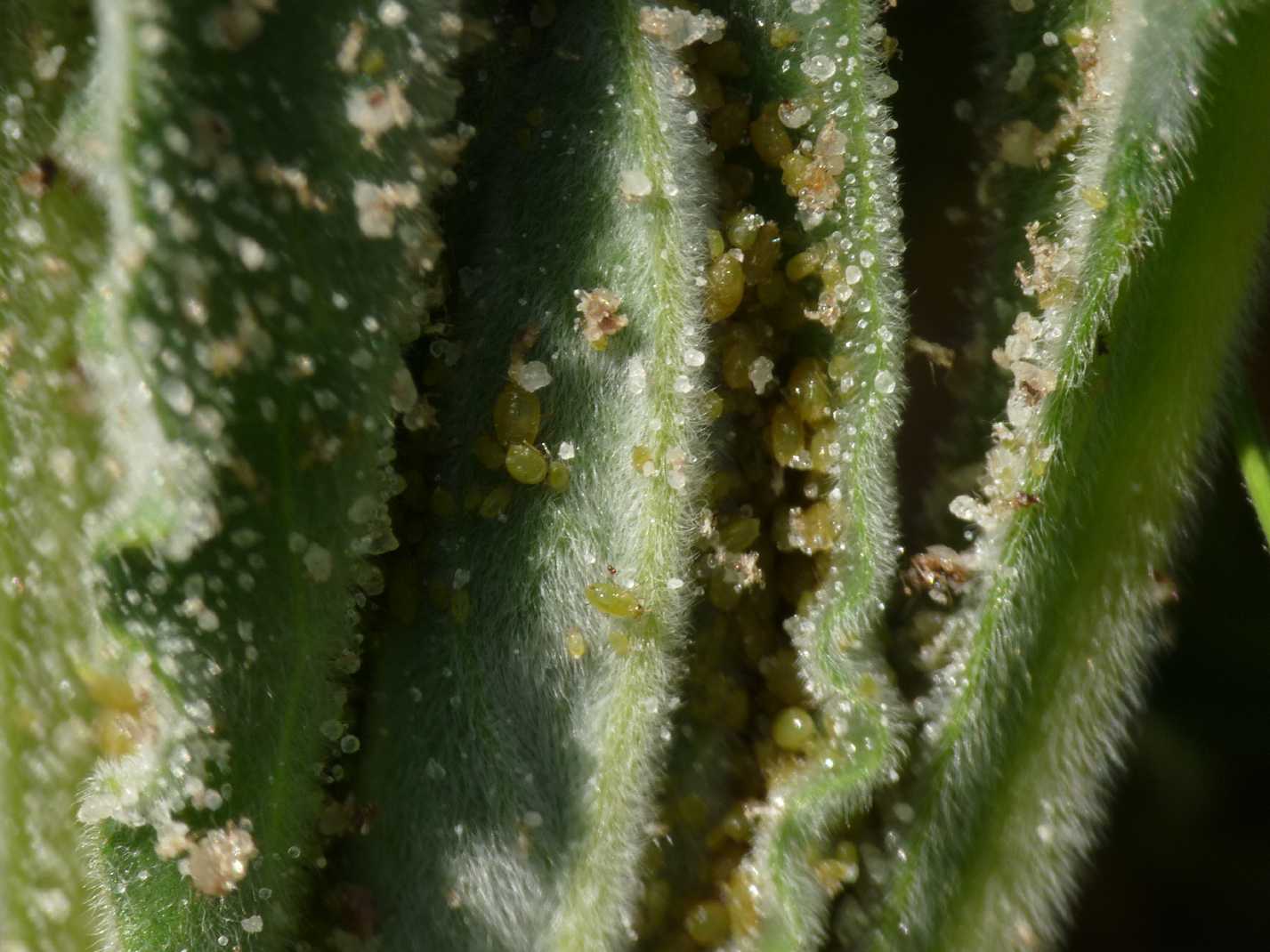 Lo zuccherificio degli afidi